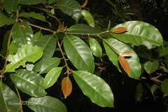 Palaquium ellipticum